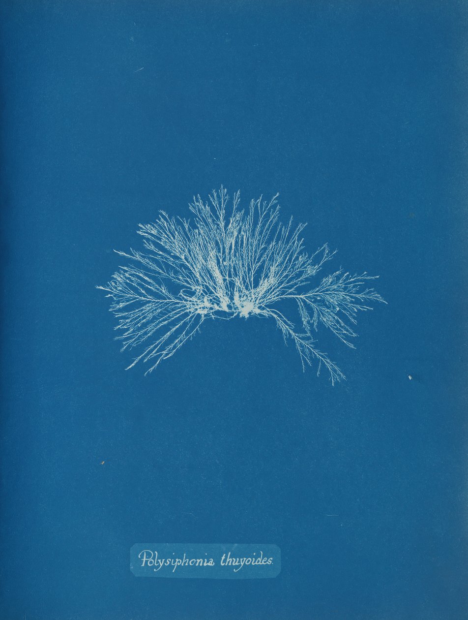 Polysiphonia Thuyoides by Anna Atkins