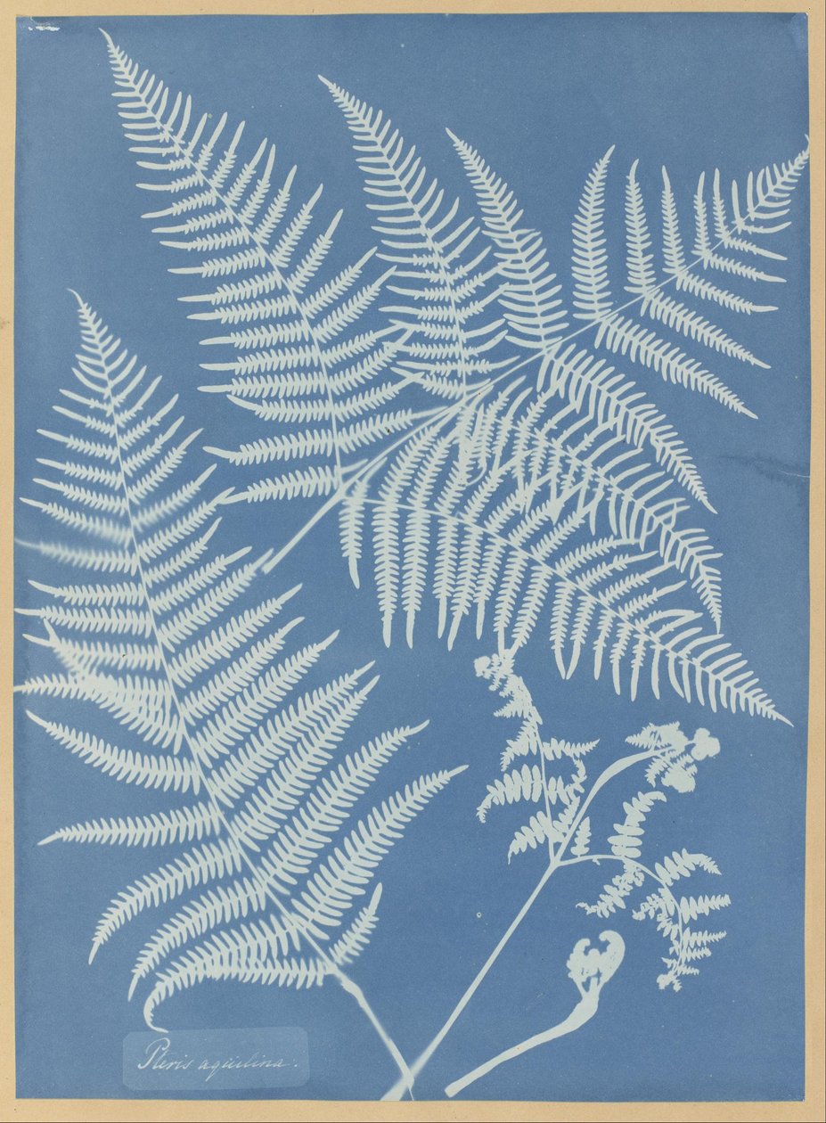 Pteris Aquilina by Anna Atkins
