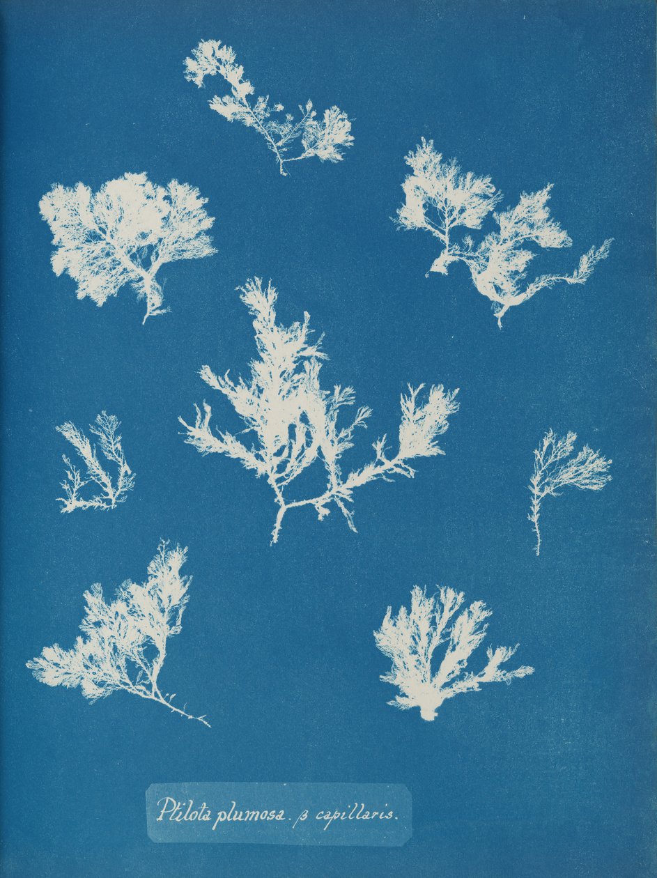 Ptilota plumosa. ß capillaris, ca. 1853 by Anna Atkins
