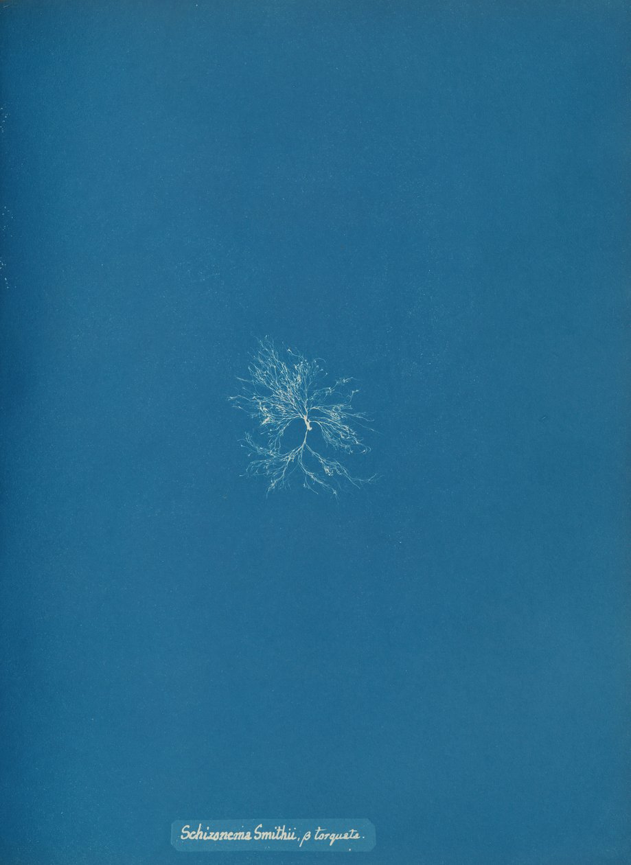 Schizonema Smithii, ß torqata, ca. 1853 by Anna Atkins