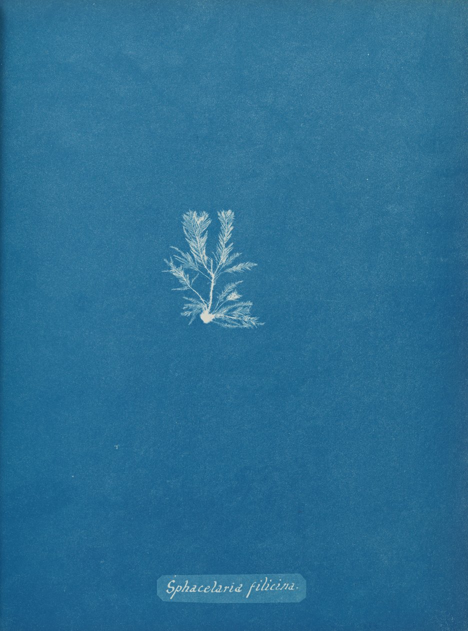 Sphacelaria Filicina by Anna Atkins