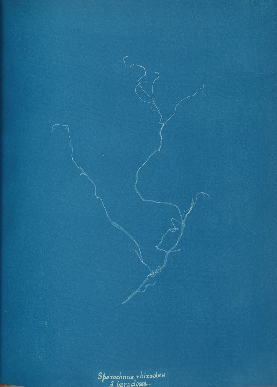 Sporochnius rhizodes ß paracloxa by Anna Atkins