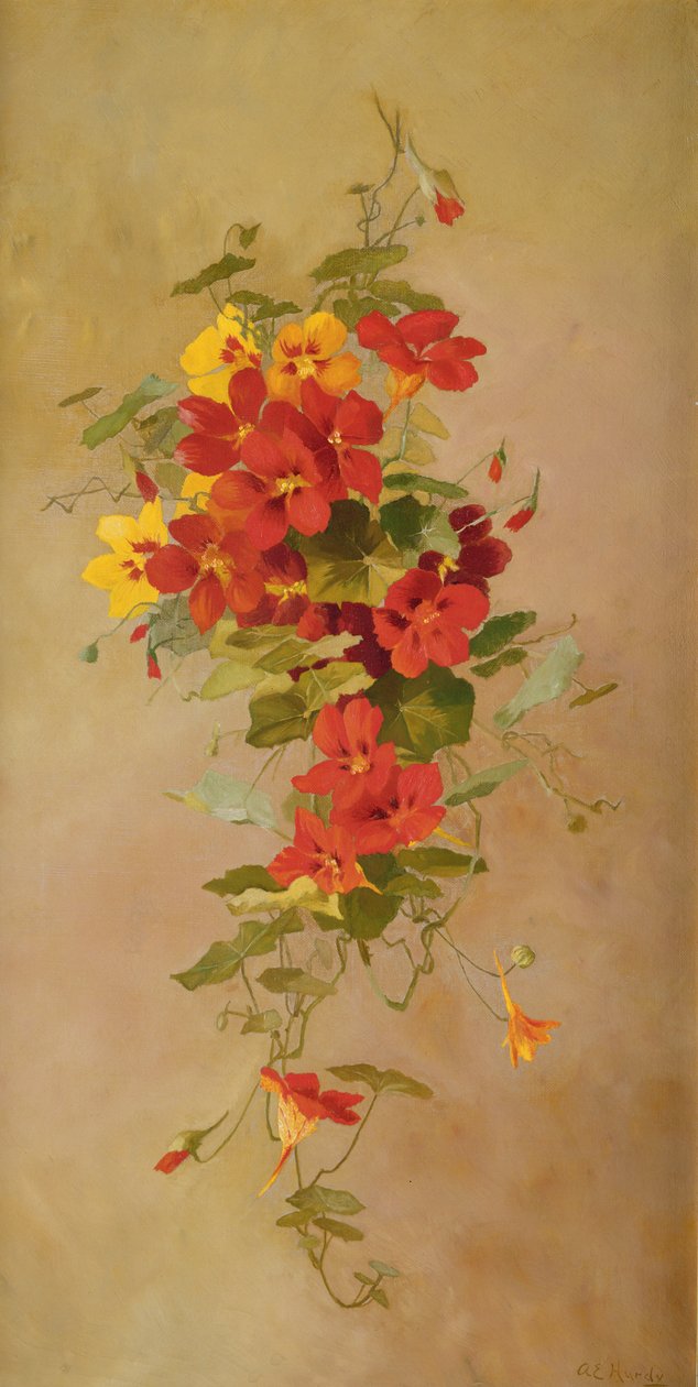 Nasturtiums by Anna Eliza Hardy