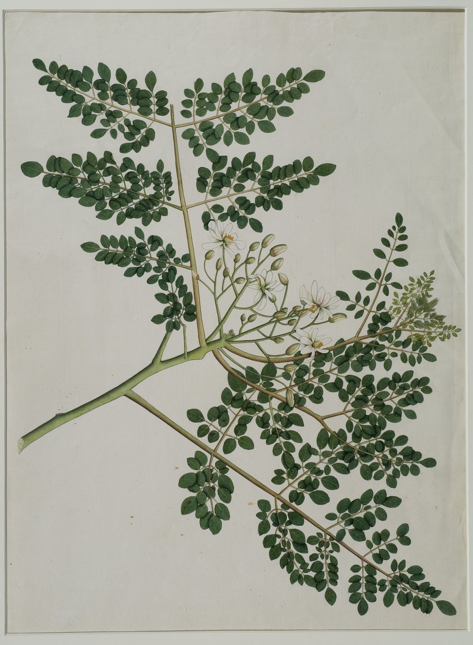 Moringa oleifera, also called horse-radish tree, or drumstick tree by Anna Maria Jones
