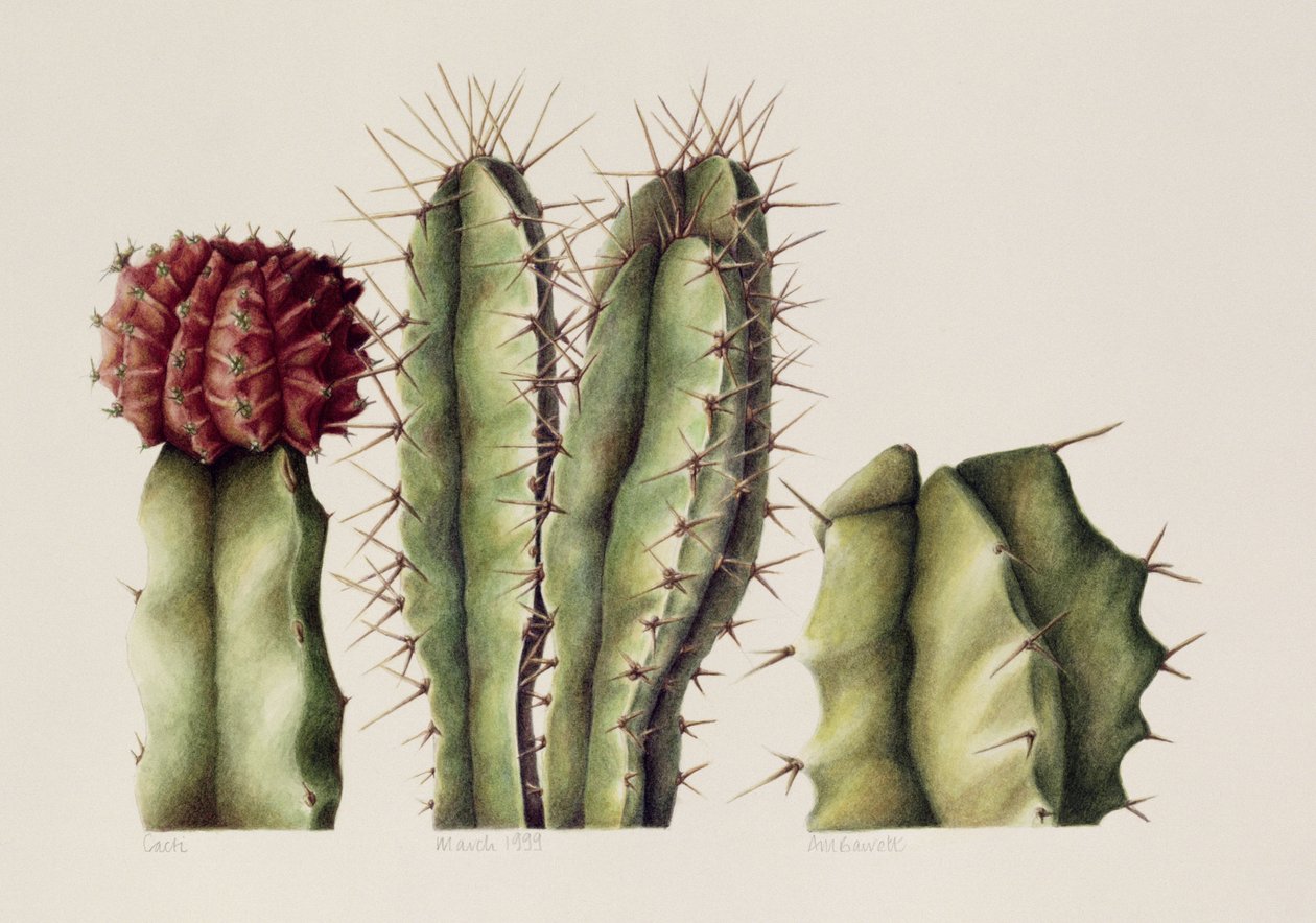 Cacti, 1999 by Annabel Barrett