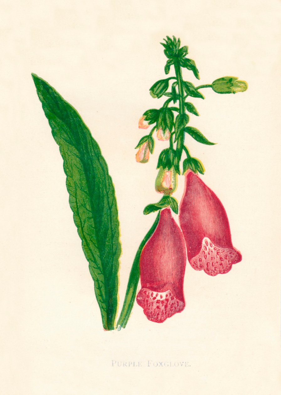 Purple Foxglove, 1891 by Anne Pratt