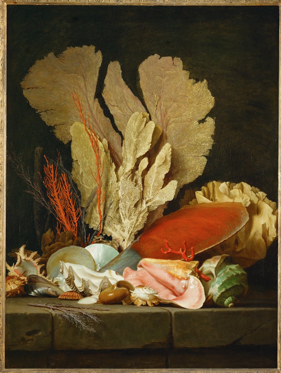 Sea Fans, Lithophytes, and Shells - Still-life with Shells and Coral by Anne Vallayer Coster