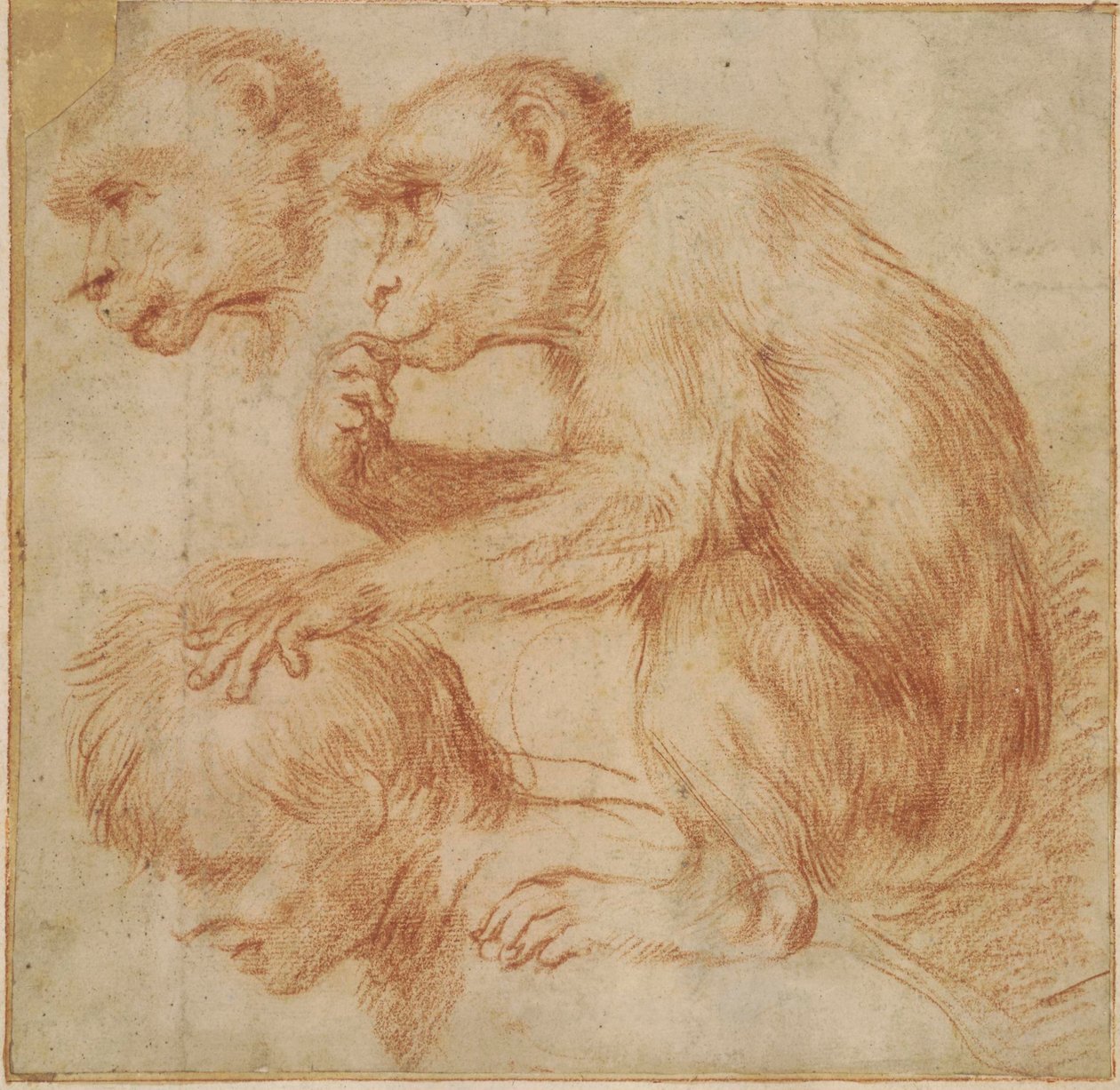 A Monkey on a Man