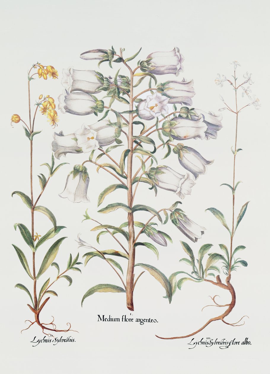 Canterbury Bell, German, 18th century by Unbekannt Unbekannt