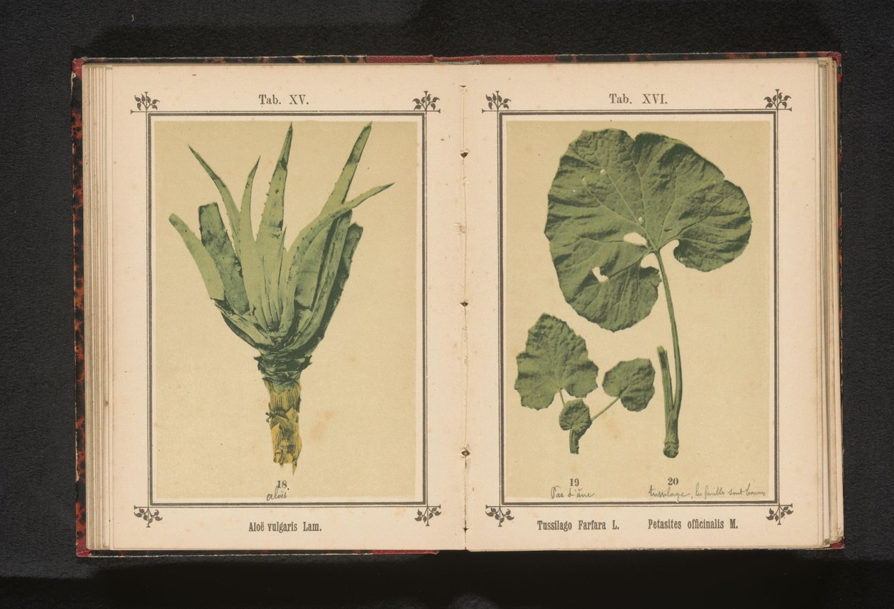 Leaf of a Coltsfoot and a Leaf of a Butterbur by Anonymous