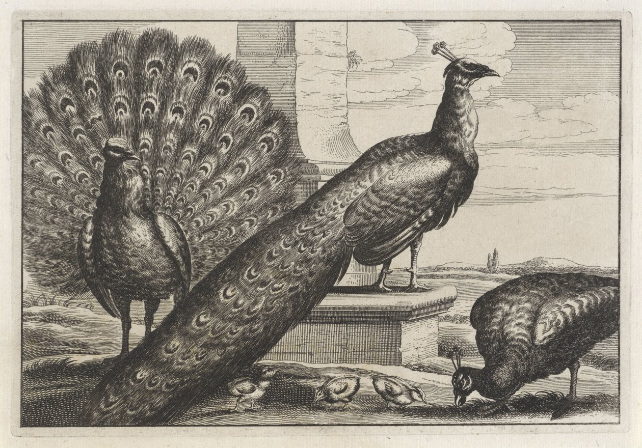 Three Peacocks (series title: Various Species of Birds) by Anonymous
