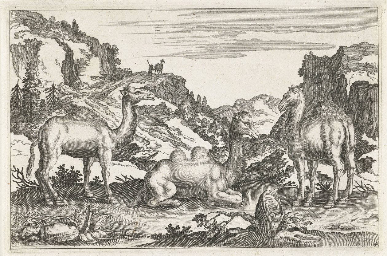 Dromedaries and a Camel by Anonymous