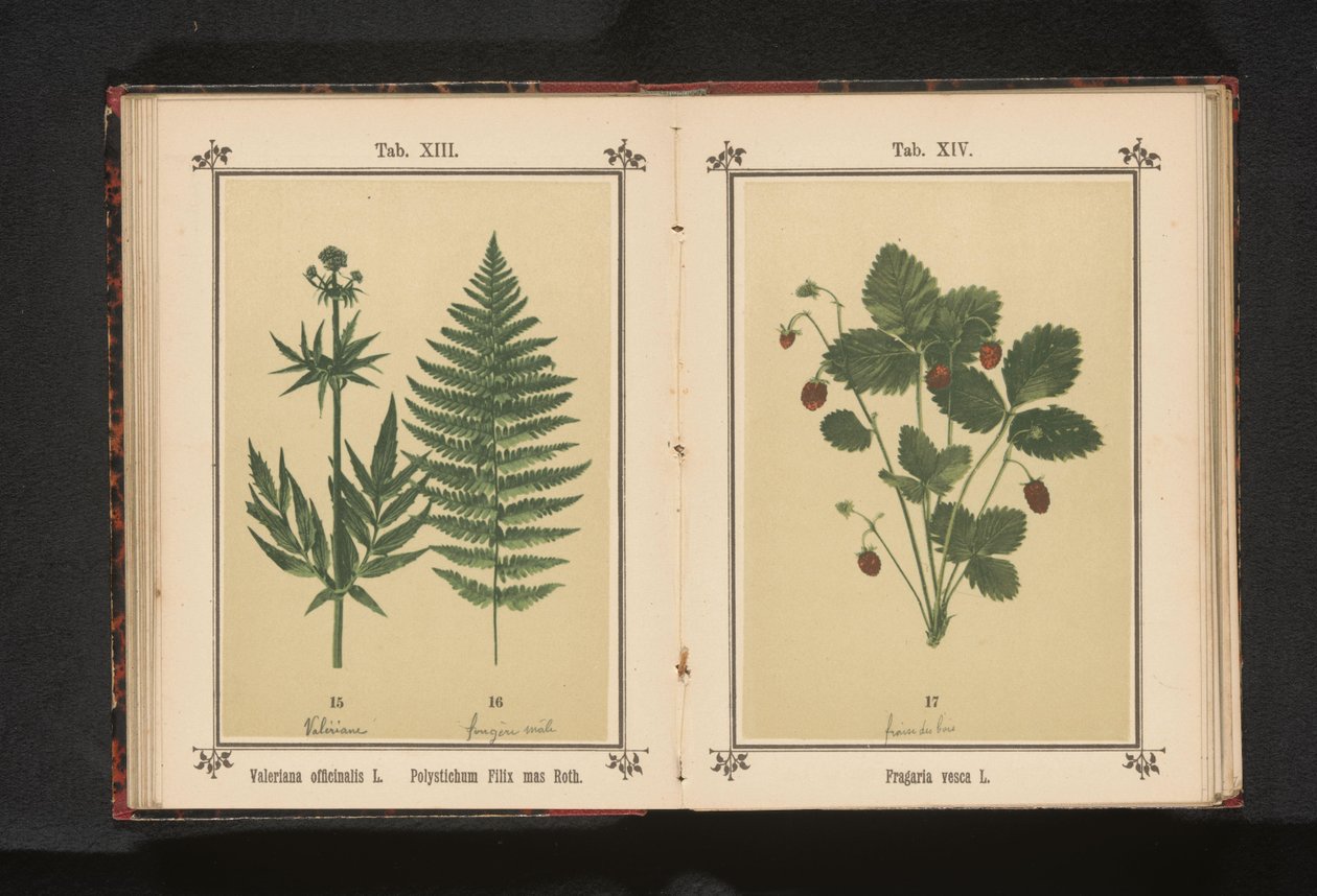 Common valerian and a branch of a male fern by Anonymous
