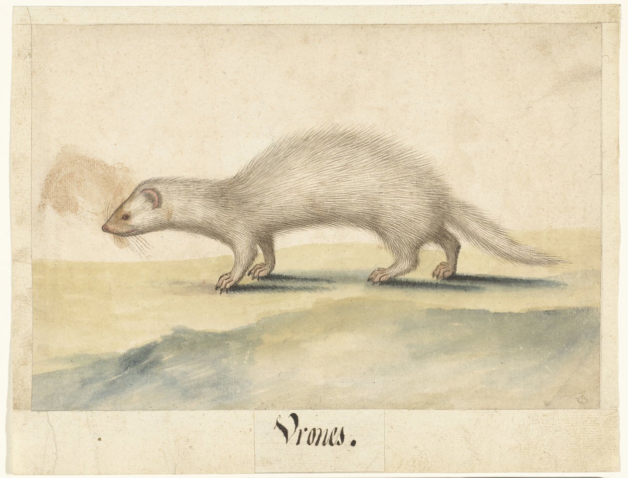 Ferret (Lombard Album) by Anonymous