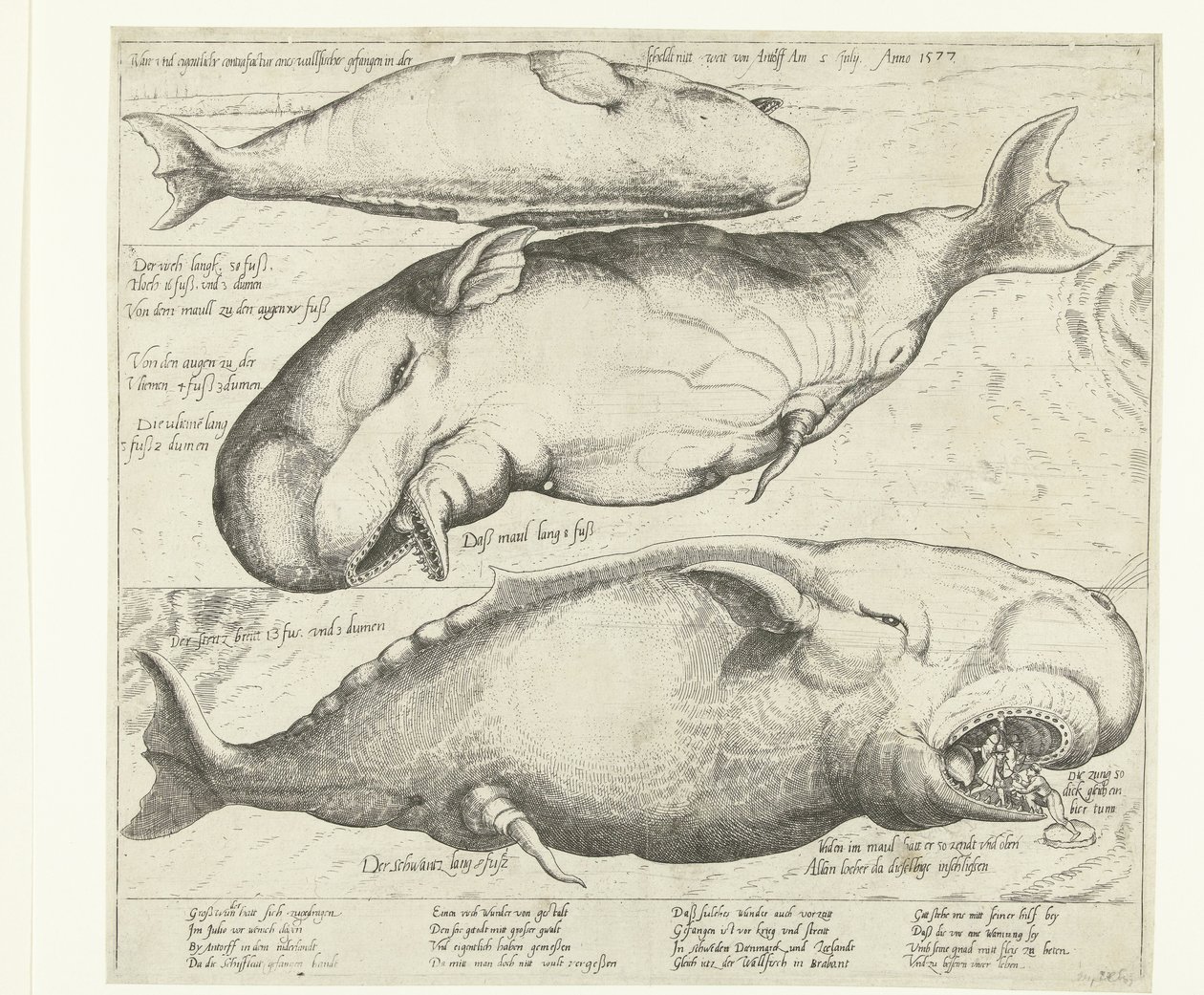 Stranded Whale near Antwerp, 1577 by Anonymous