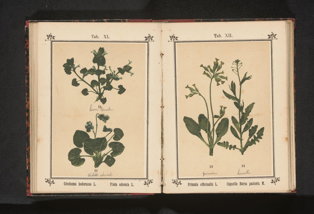Cowslip and Shepherd