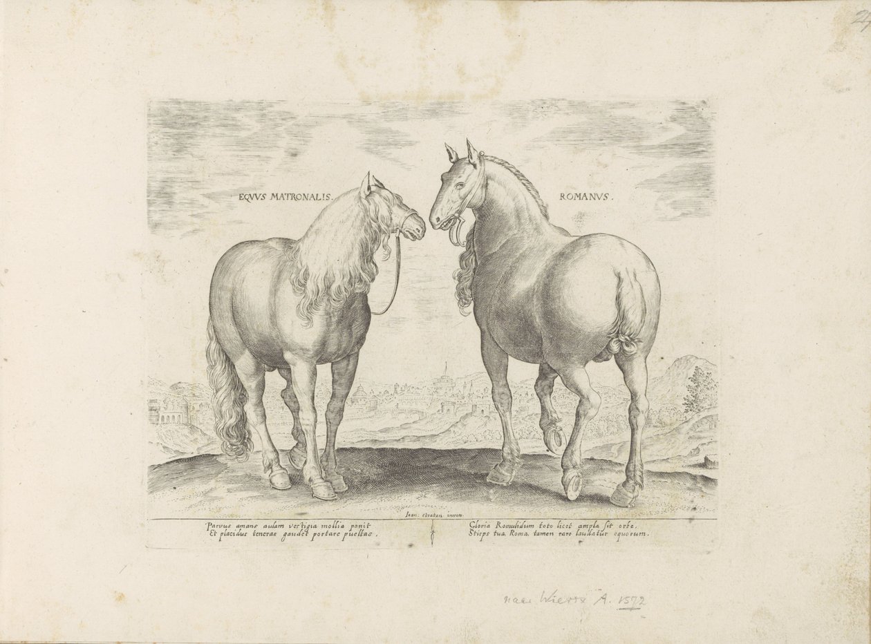 Stallion and Mare from Rome (Equus Matronalis Romanus) (Horse Breeds from the Royal Stables of Don Juan of Austria) by Anonymous