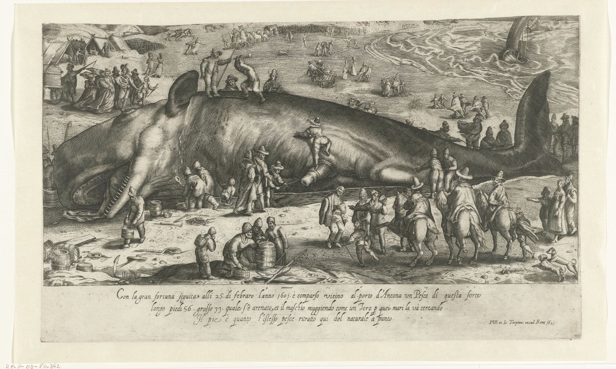Copy of the Stranded Whale at Berckhey in 1598 as the Whale Stranded at Ancona in 1601 by Anonymous