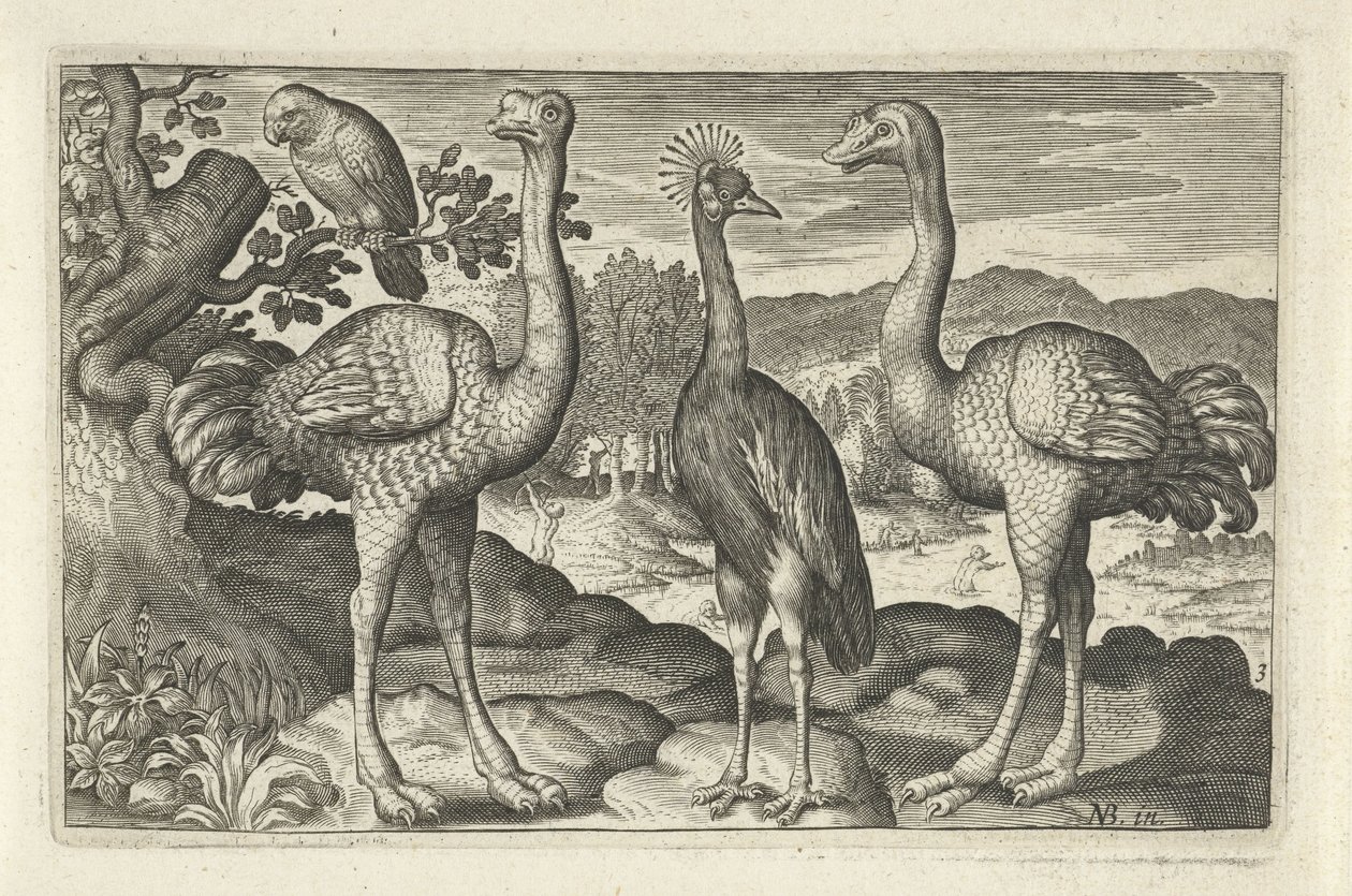 Crowned Crane Between Two Ostriches by Anonymous
