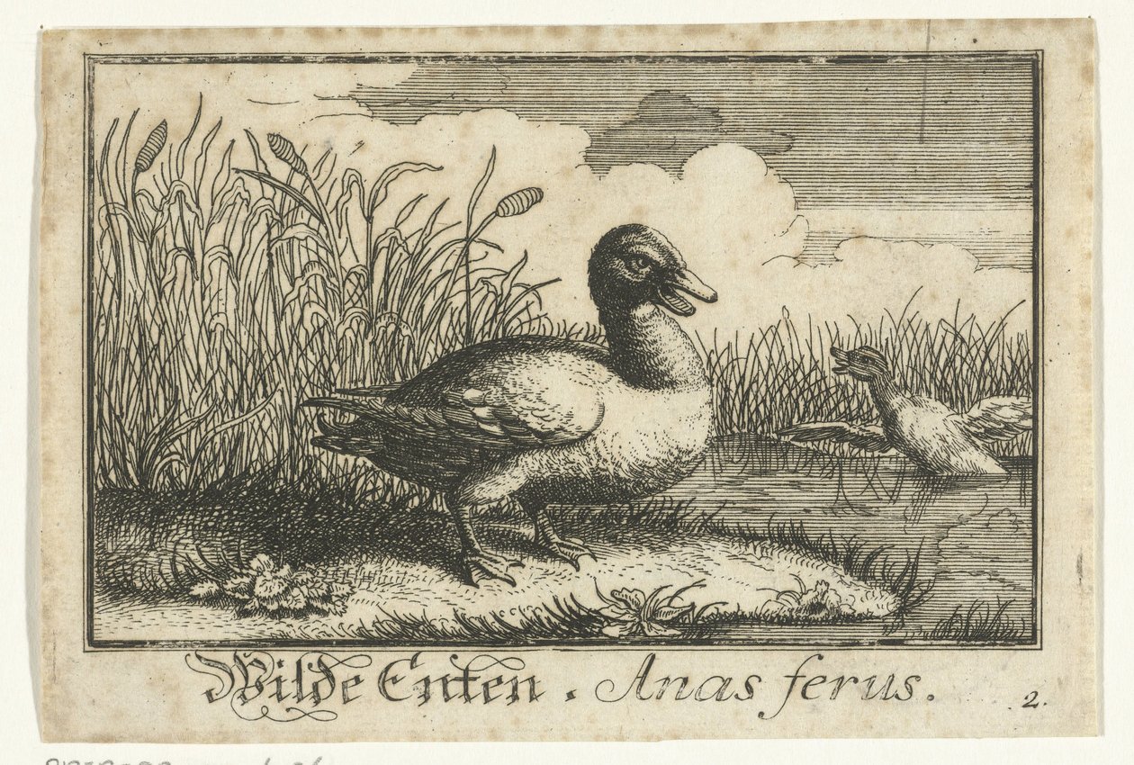 Landscape with Wild Duck by Anonymous