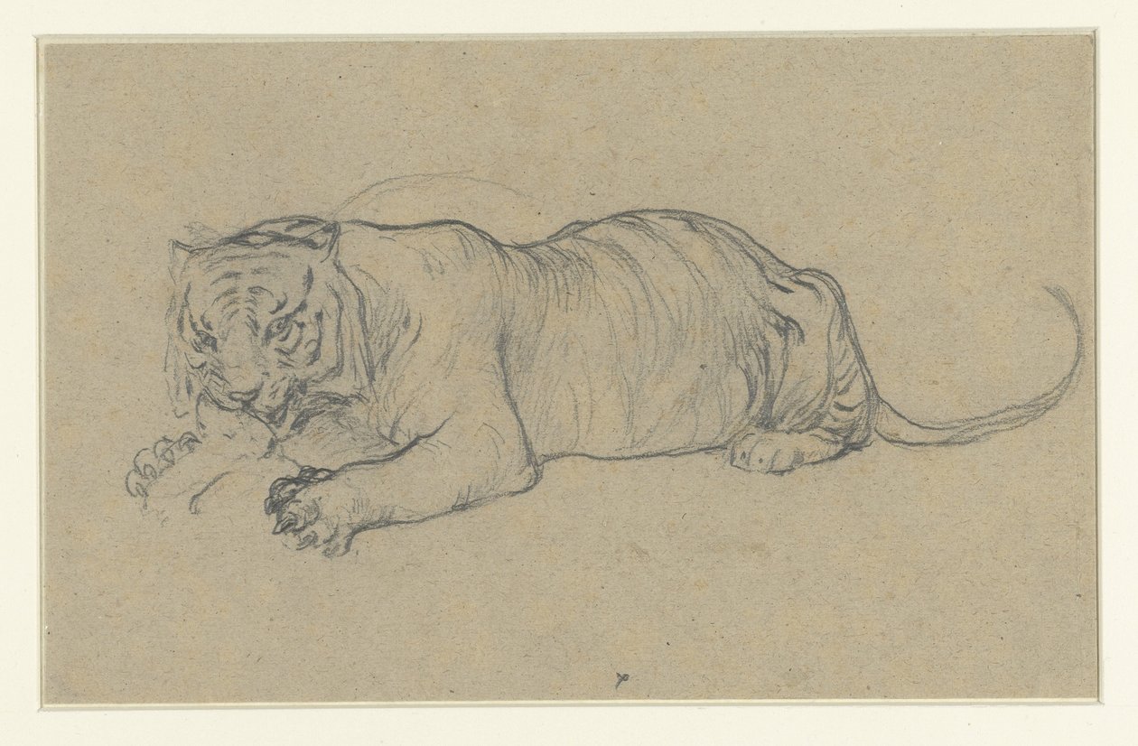 Reclining Tiger Tearing a Piece of Meat by Anonymous
