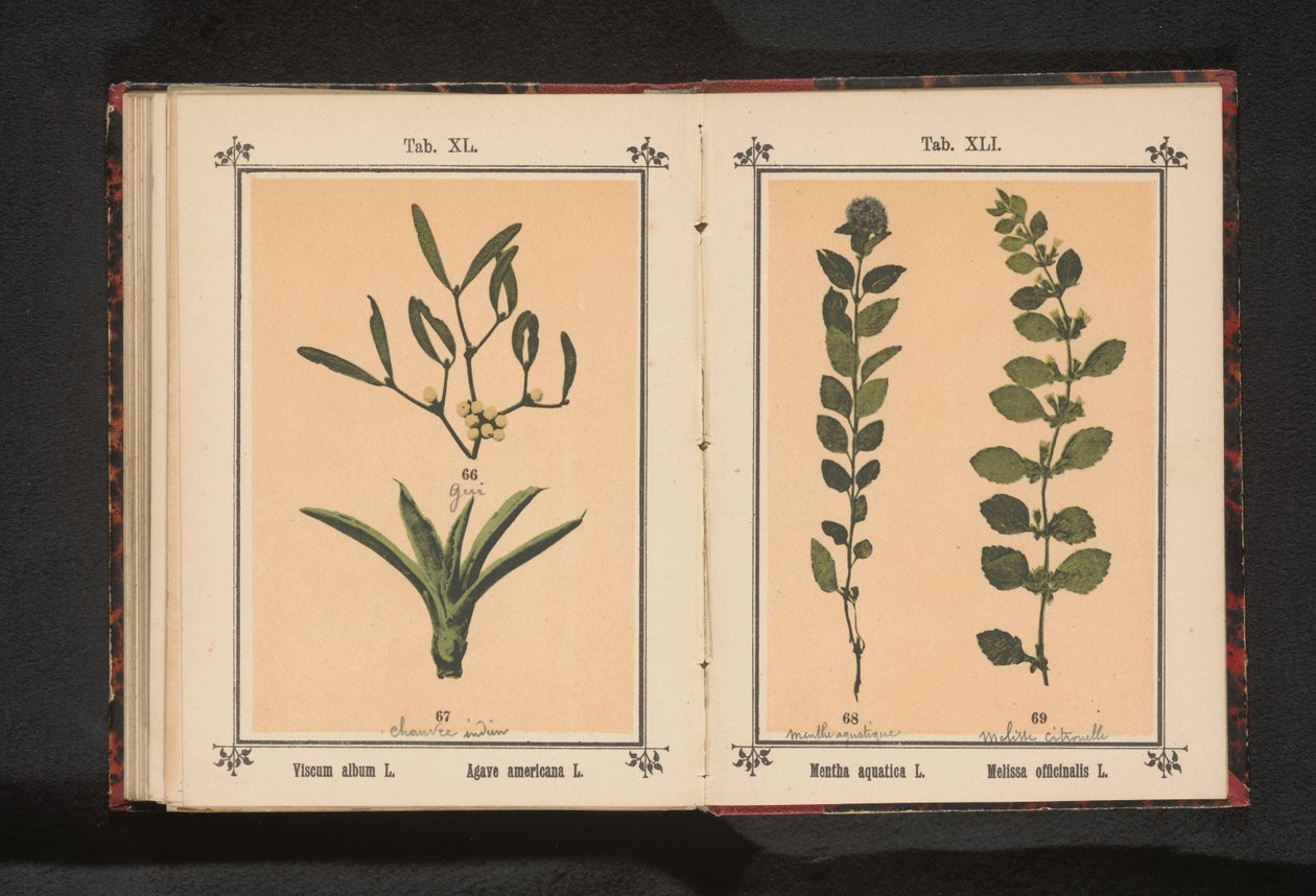 Mistletoe and century plant by Anonymous