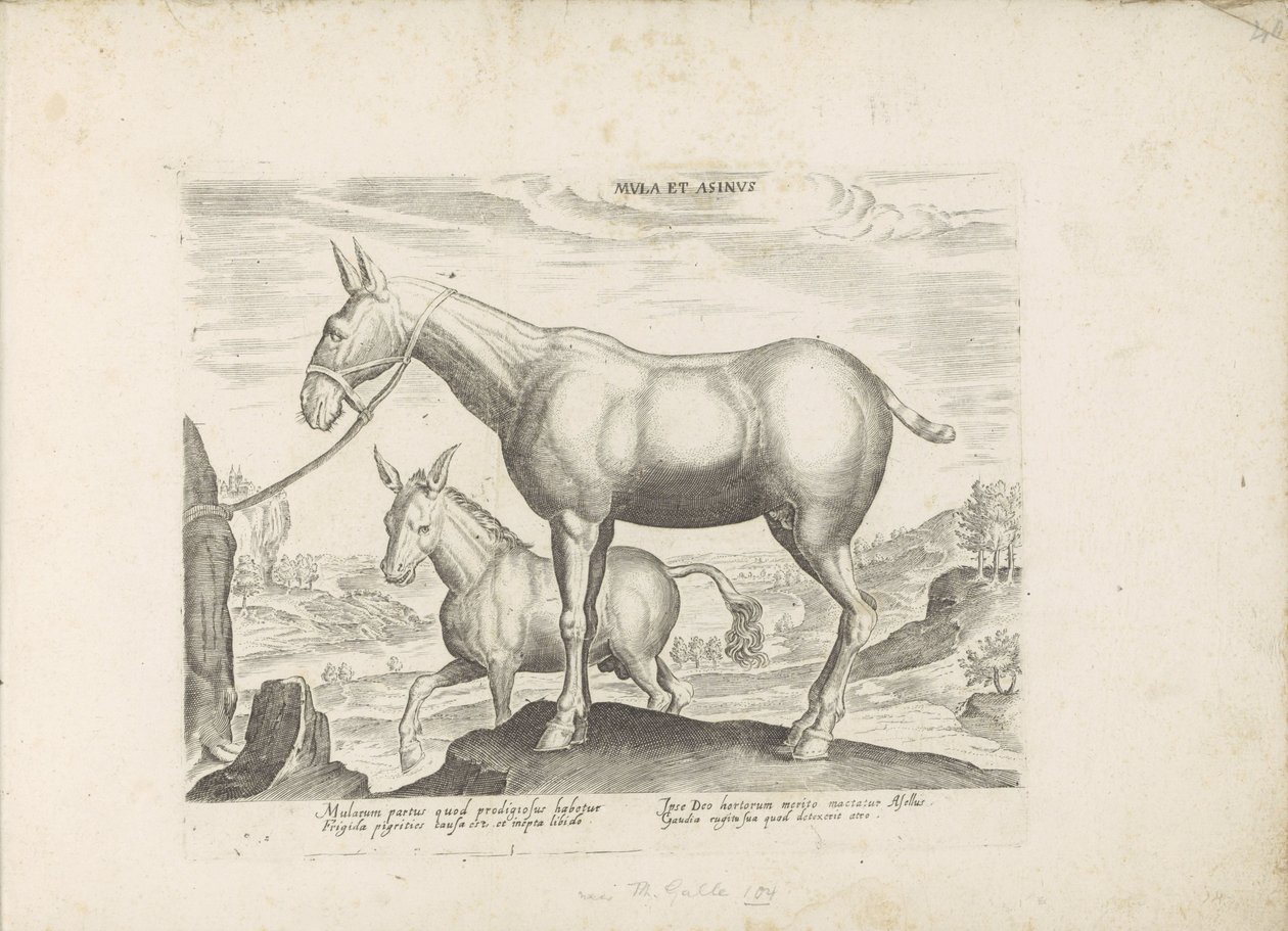 Mule and Donkey Horse Breeds from the Royal Stables of Don Juan of Austria (series title) by Anonymous