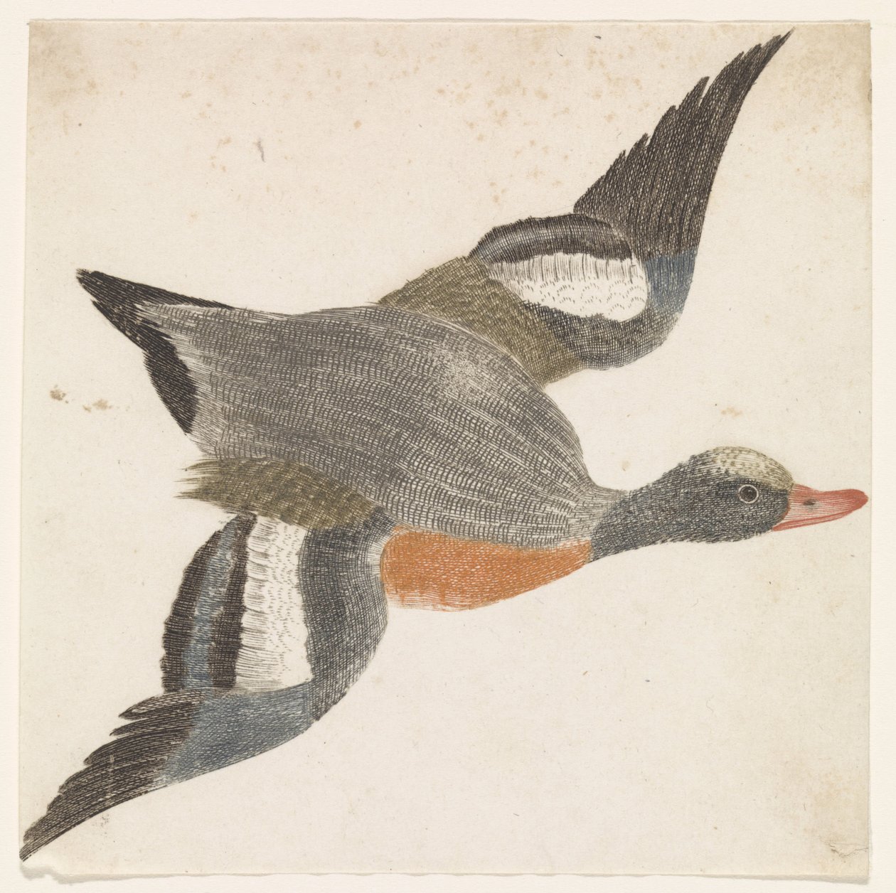 Wigeon Flying to the Right by Anonymous