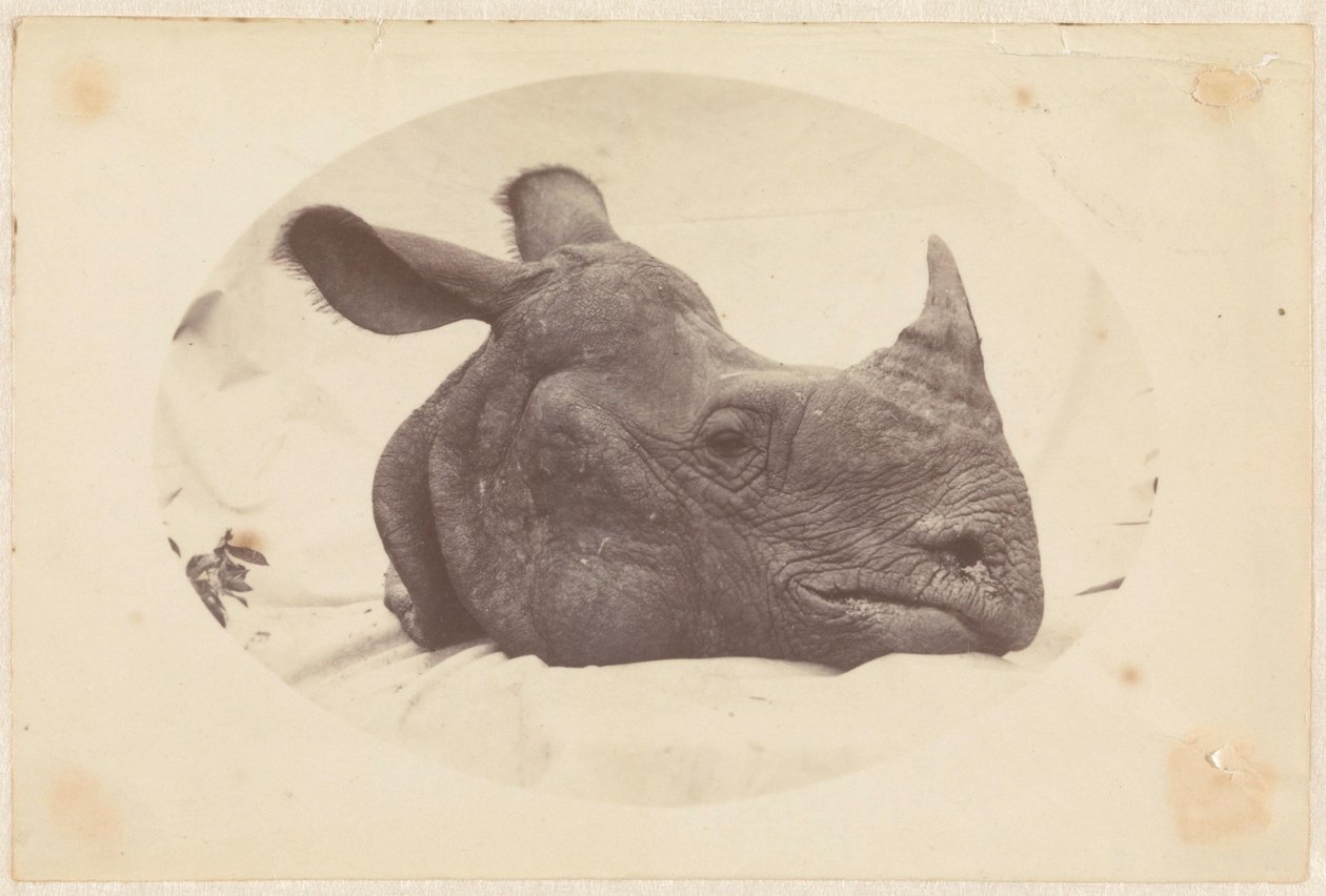 Oval Image of a Rhinoceros Head by Anonymous
