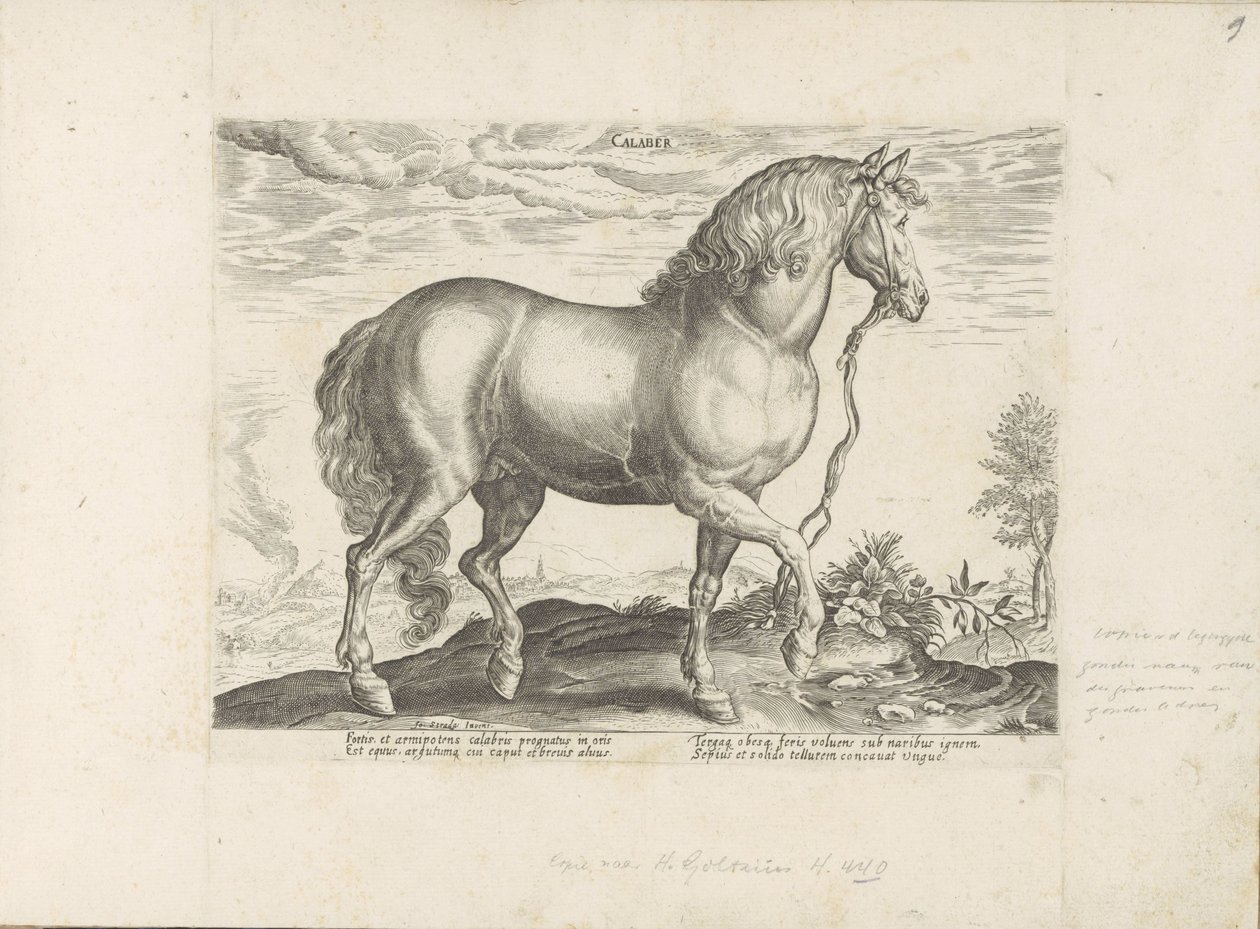 Horse from Calabria by Anonymous