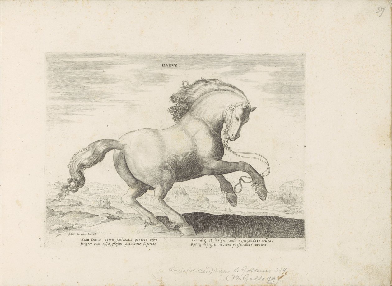 Horse from Denmark (Horse Breeds from the Royal Stables of Don Juan of Austria) by Anonymous