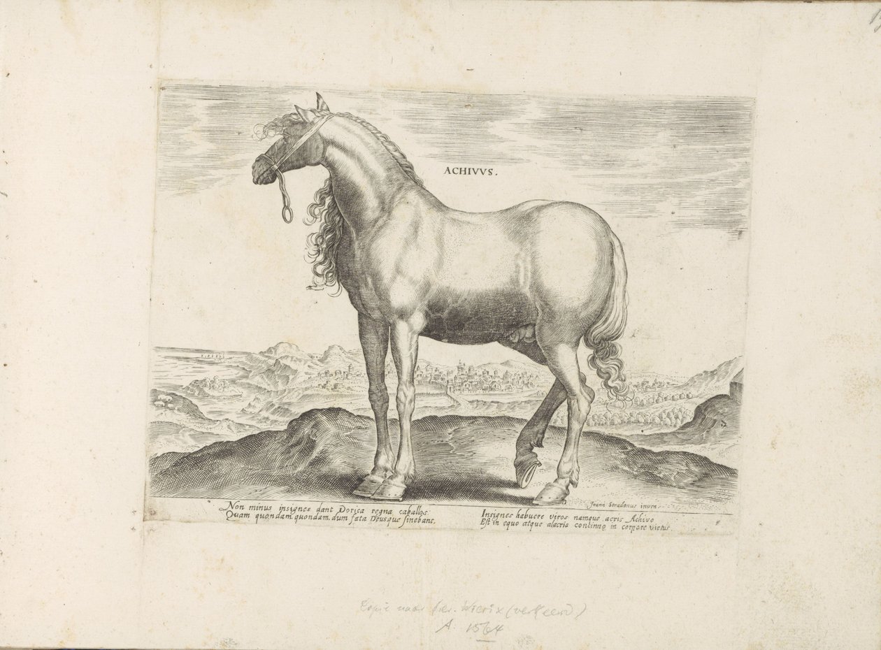 Horse from Greece Achivus Horses from the Royal Stables of Don Juan of Austria (series title) Equile, in quo omnis generis generosissi: morum equorum ex varijs orbis partibus insignis delectus (series title) by Anonymous