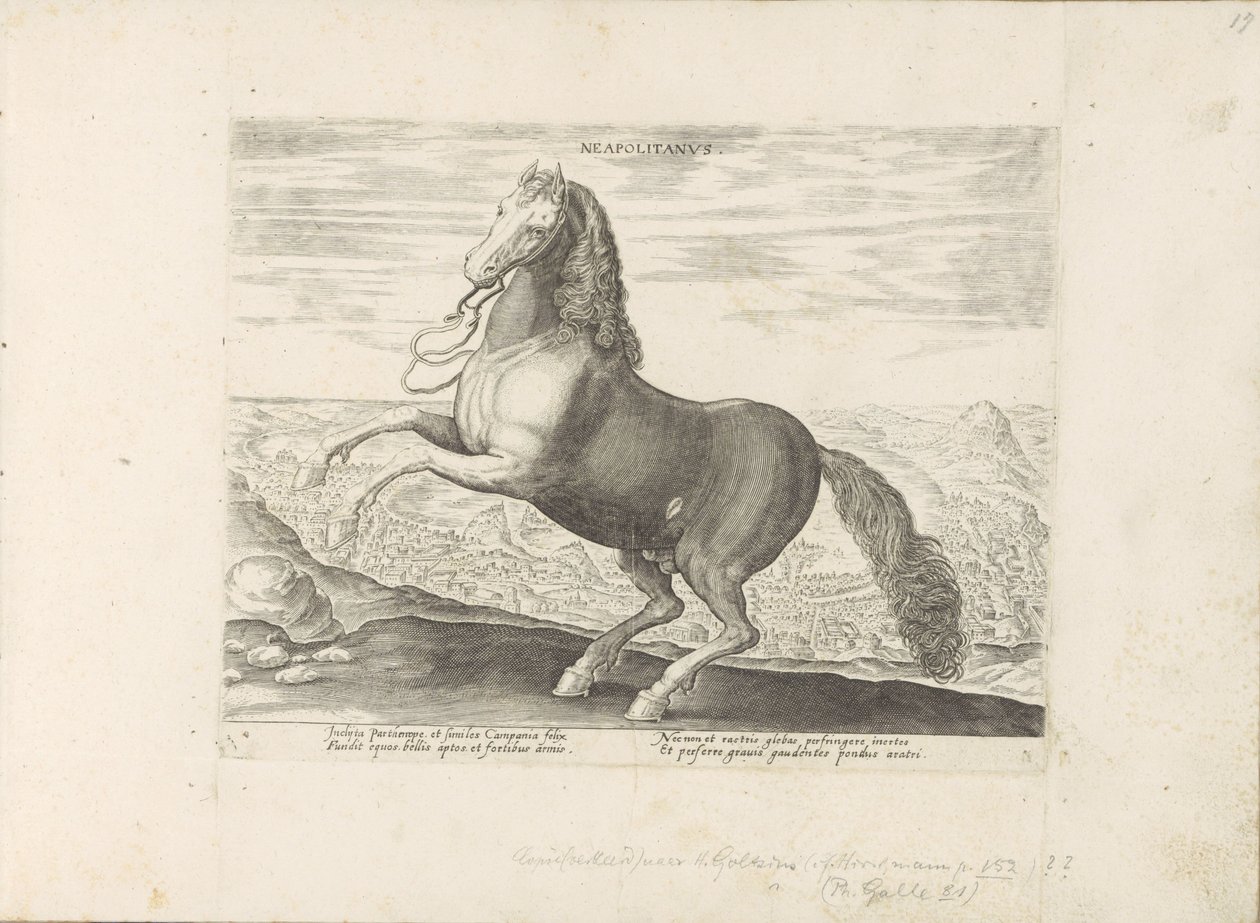 Horse from Naples by Anonymous