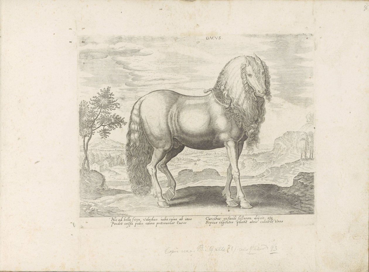 Horse from Romania (Dacus) by Anonymous