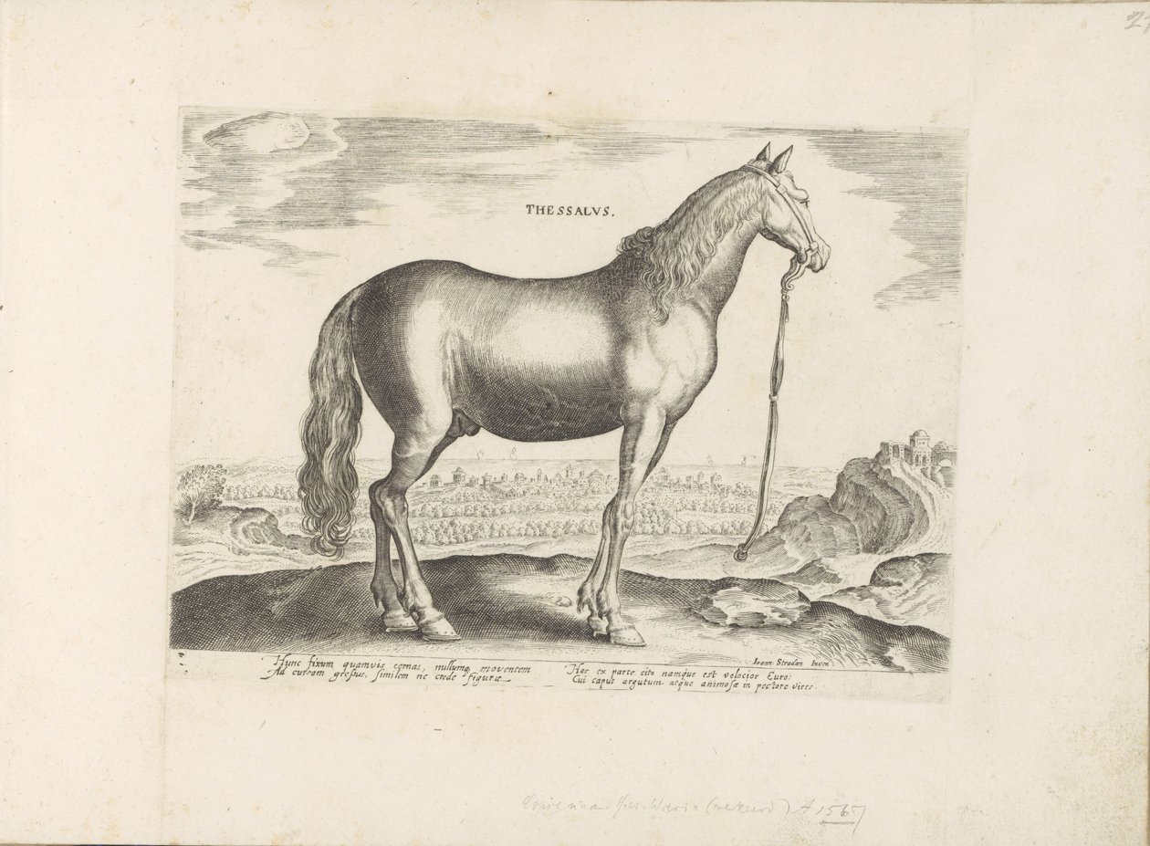 Horse from Thessaly by Anonymous