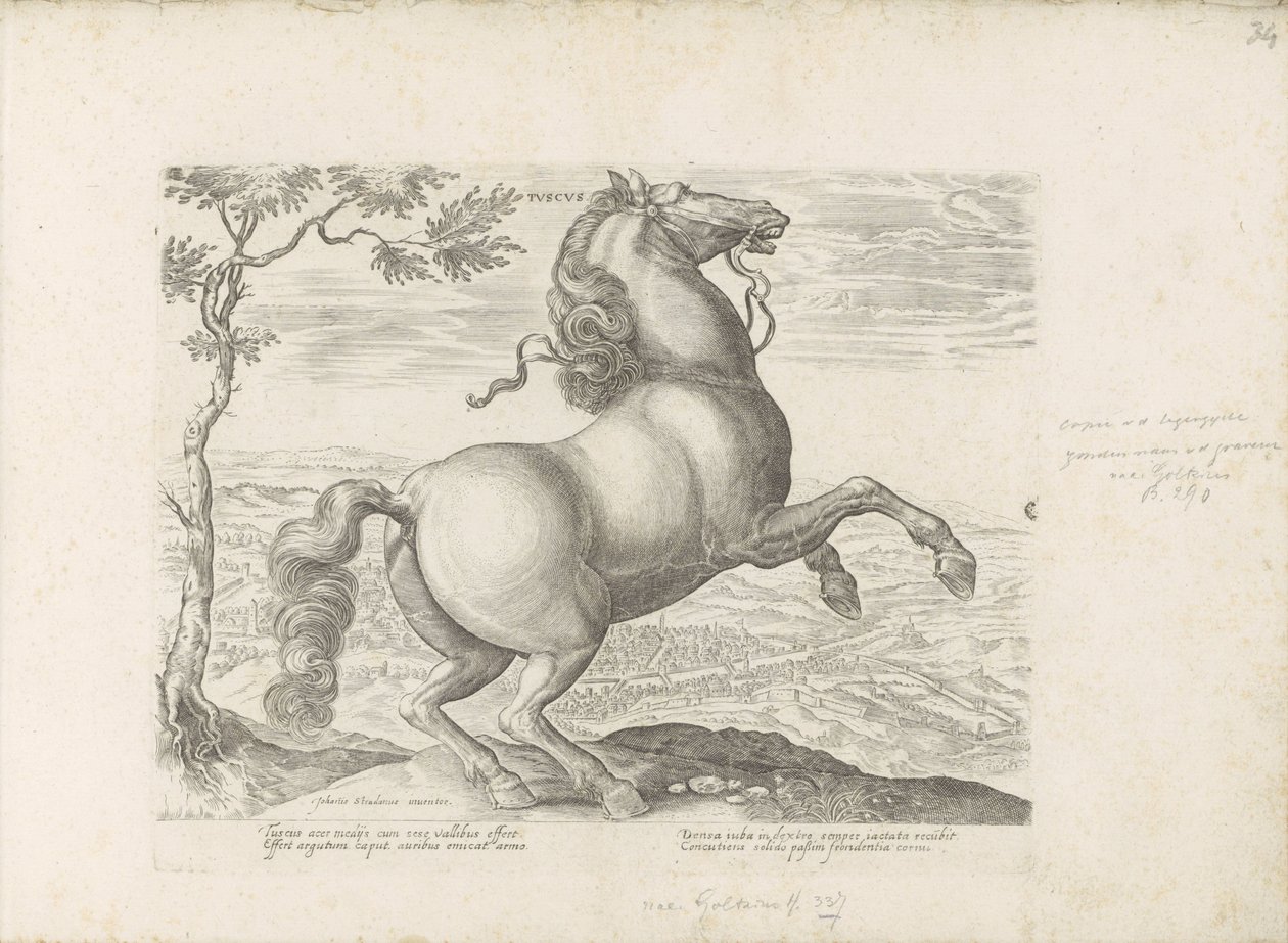 Horse from Tuscany (Equile, in quo omnis generis generosissi: morum equorum ex varijs orbis partibus insignis delectus) by Anonymous