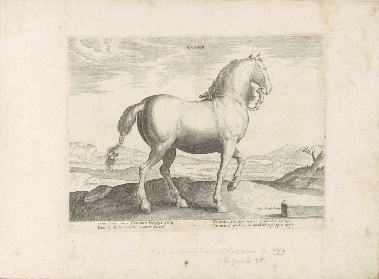 Horse from Flanders by Anonymous