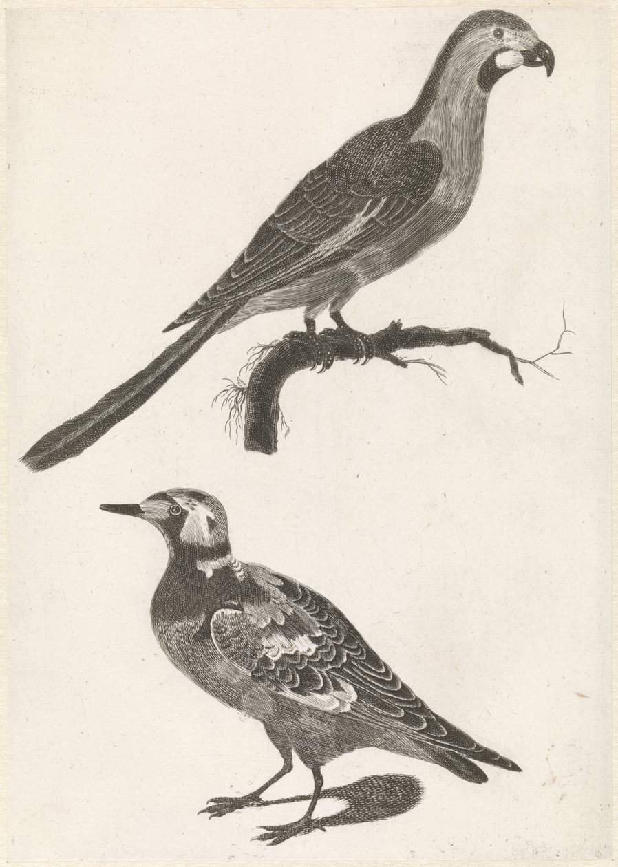 Parrot on a branch to the right, under a turnstone to the left by Anonymous