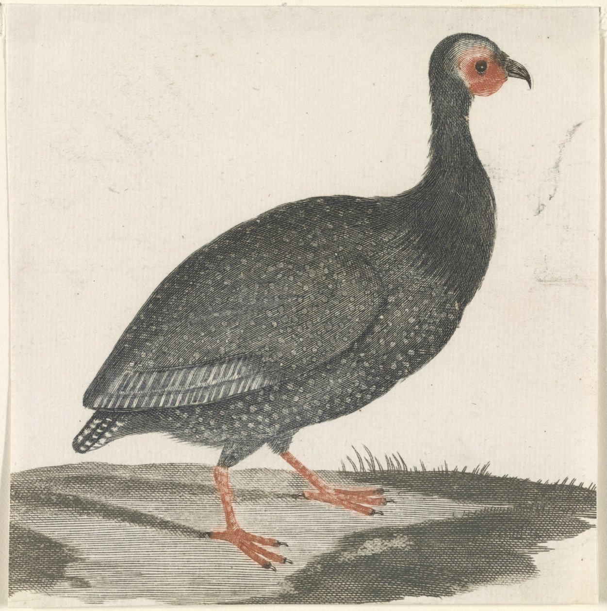Guinea Fowl by Anonymous