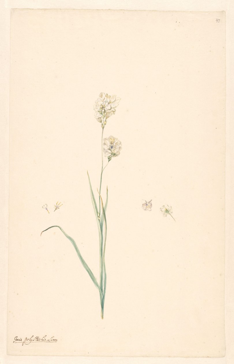 Branch of Ixia Olystachya with Details of Stamen and Flower by Anonymous