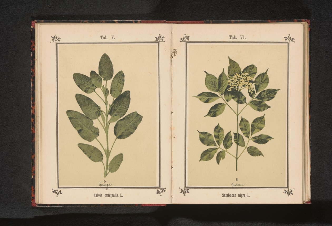 Branch of a common sage by Anonymous