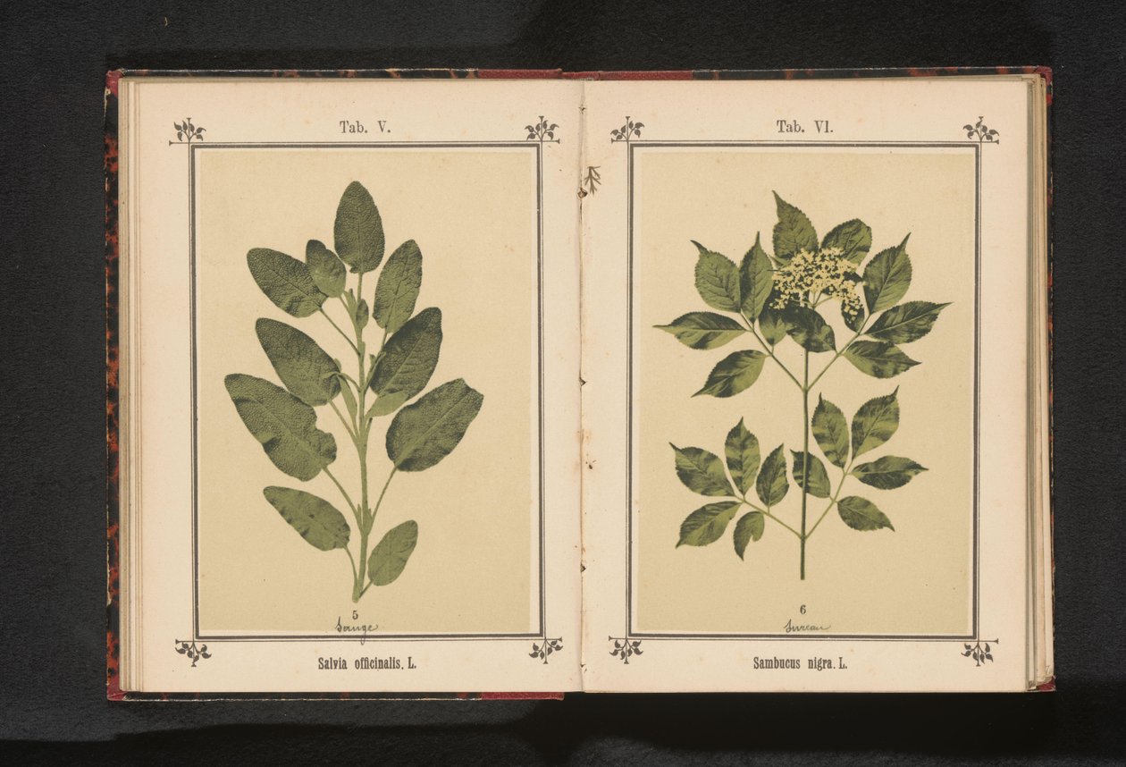 Branch of a Common Elder by Anonymous