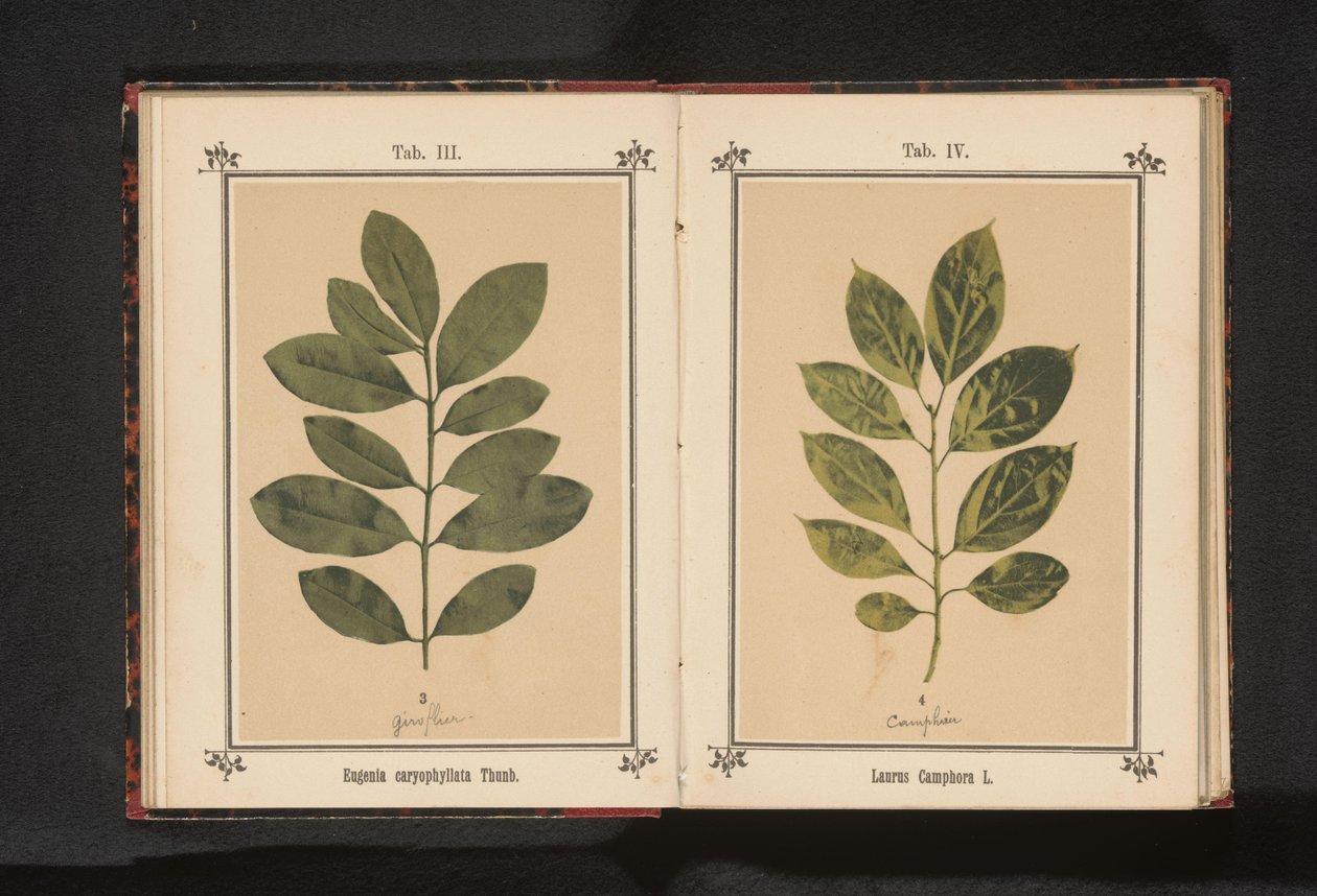 Branch of a clove tree by Anonymous