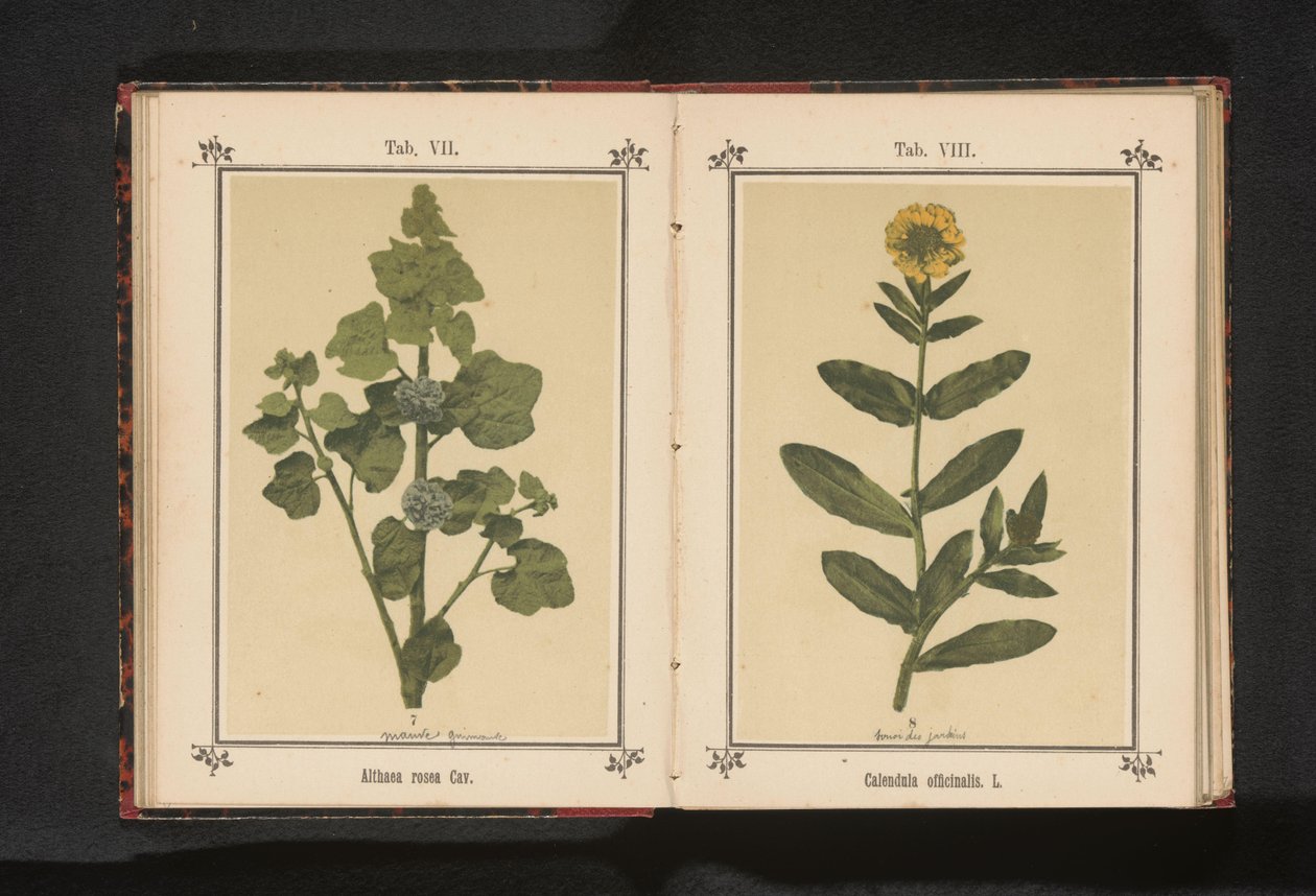 Branch of a hollyhock by Anonymous