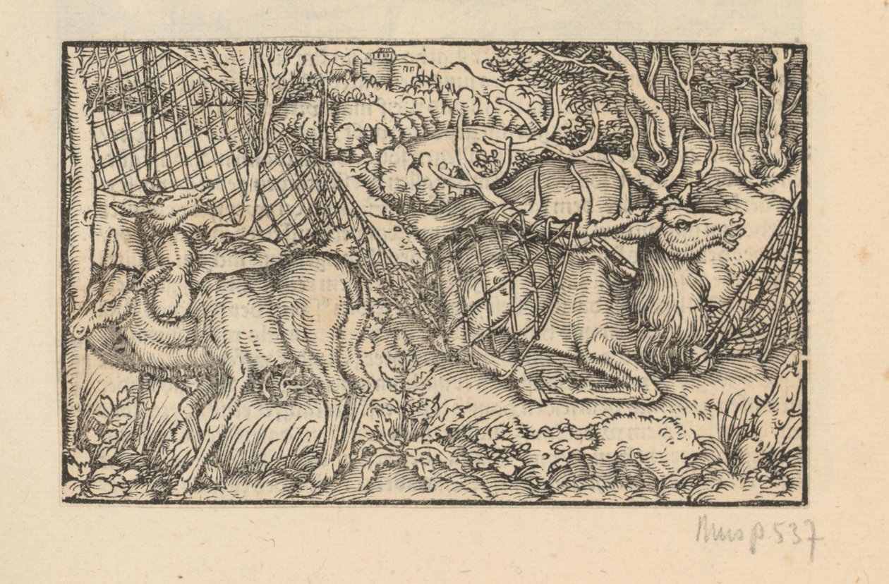 Two Hinds and a Stag Caught in a Net by Anonymous