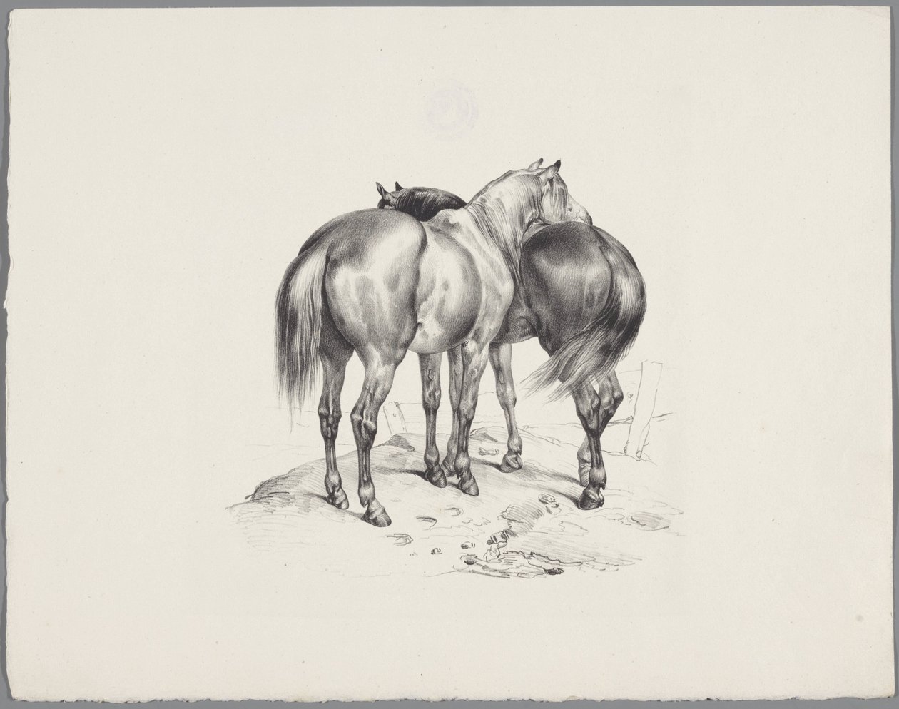 Two horses seen from behind (Six small animal studies series) by Anonymous