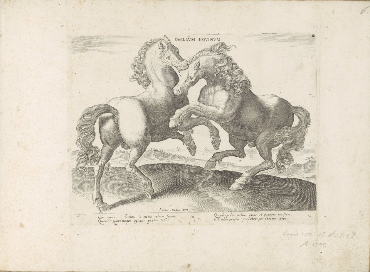 Two fighting horses by Anonymous