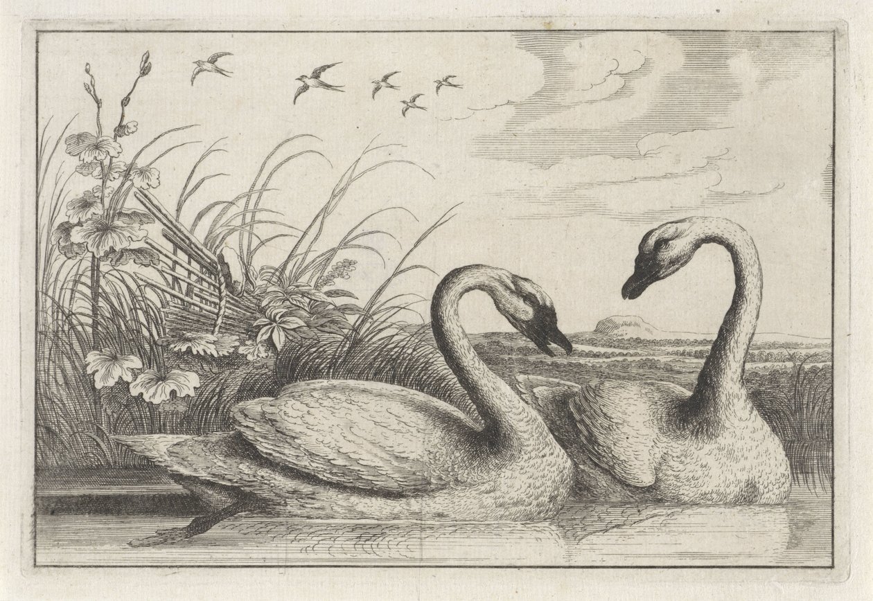 Two Swans by Anonymous