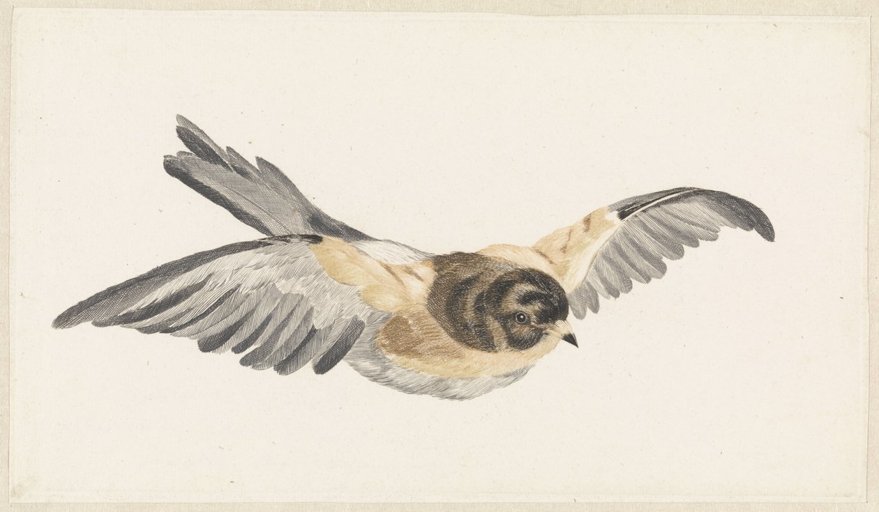 Brambling (Fringilla montifringilla) by Anonymous