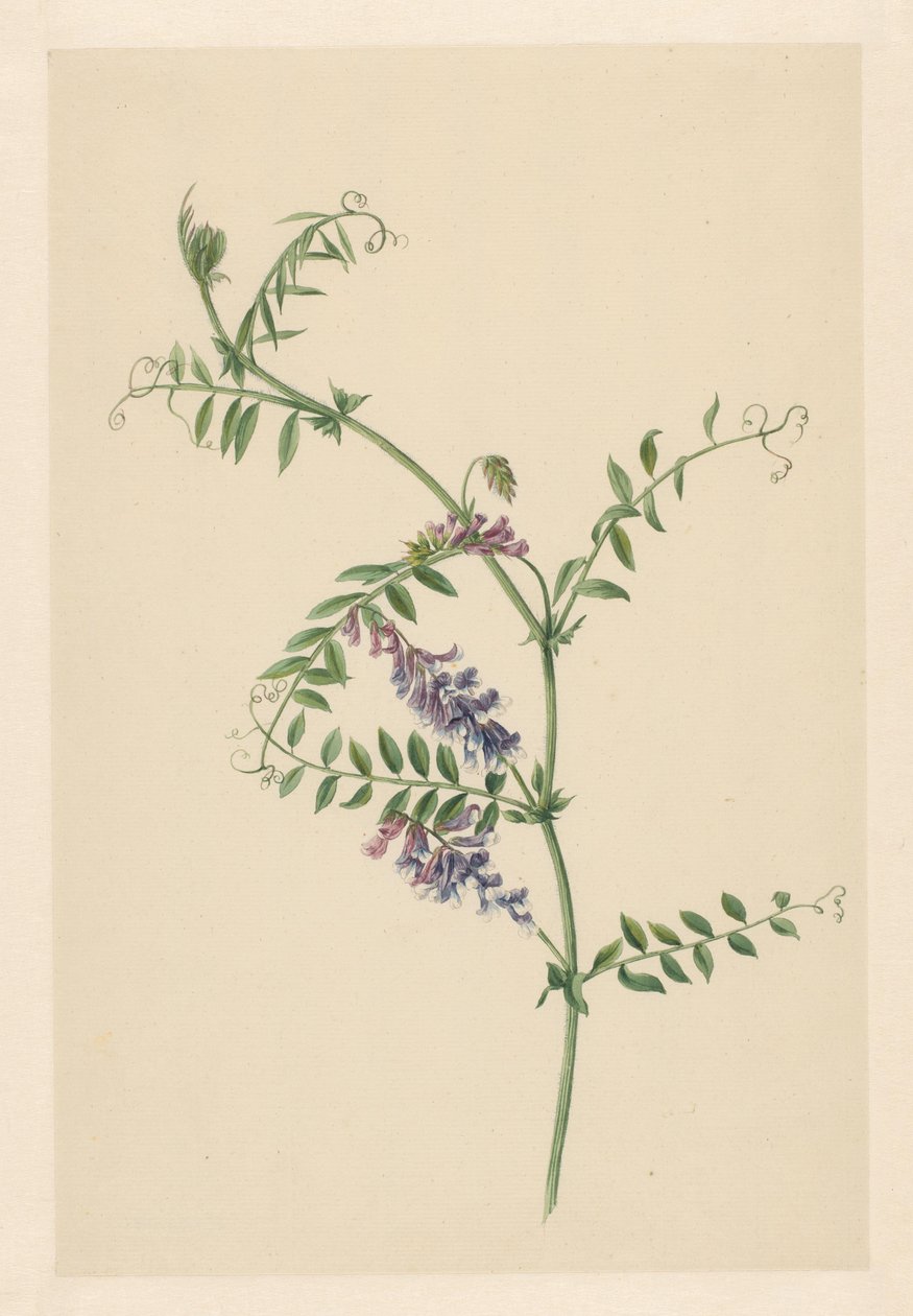 Vetch by Anonymous